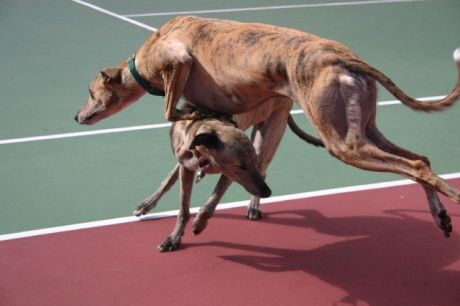 Redlight (Above) and Sleepy (Below) playing tenis